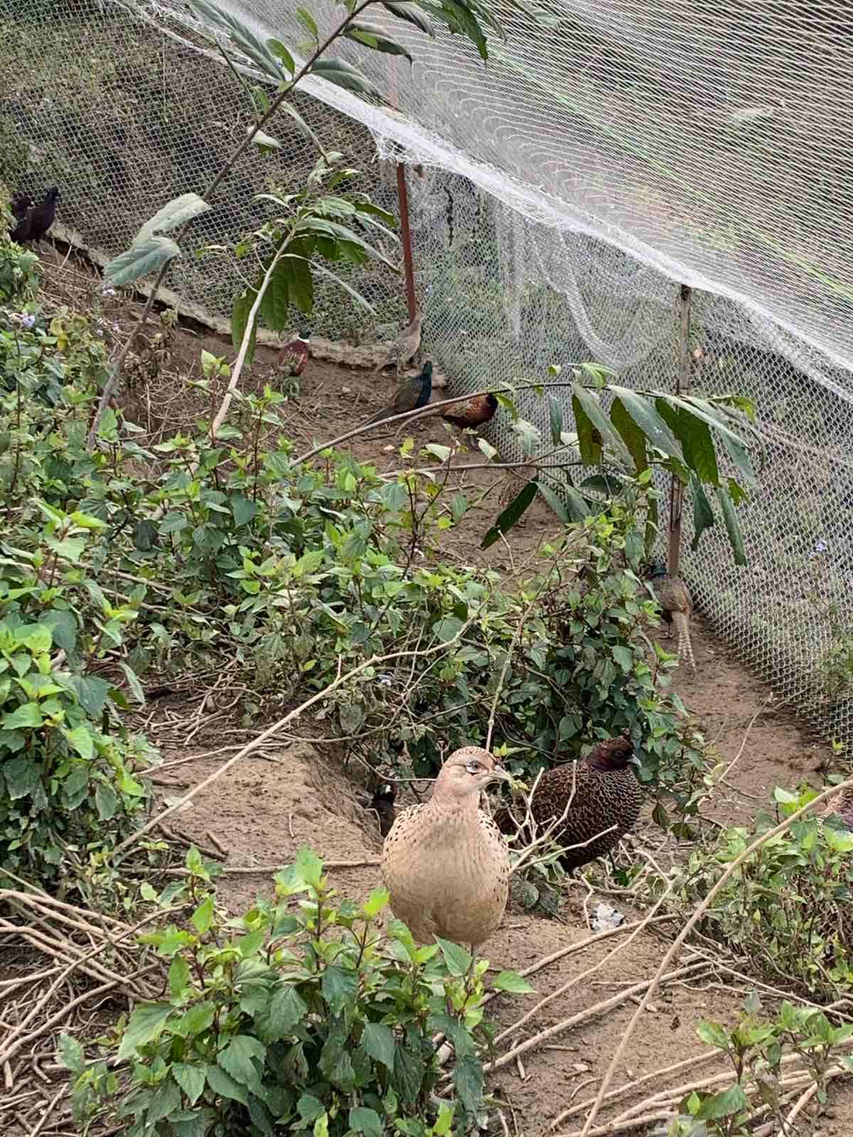 चुरेमा फस्टाउँदो कालिजपालन व्यवसाय